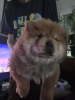 Cute 2, a male Chow Chow for sale in South Dakota, SD – 1 of 3