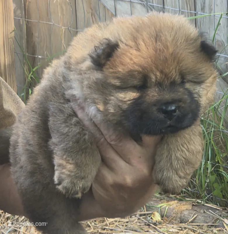 Red – Chow Chow puppy for sale in South Dakota, SD