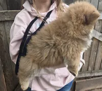 Cute 2, a male Chow Chow for sale in South Dakota, SD – 3 of 3
