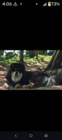 Multi blue, a male Chow Chow for sale in South Dakota, SD – 2 of 6