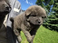 Cinnamon, a male Chow Chow for sale in South Dakota, SD – 9 of 10