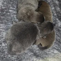 Cinnamon, a male Chow Chow for sale in South Dakota, SD – Photo 2 of 5