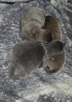 Cinnamon, a male Chow Chow for sale in South Dakota, SD – Photo 2 of 5