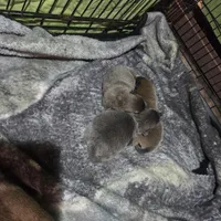 Cinnamon, a male Chow Chow for sale in South Dakota, SD – Photo 4 of 5