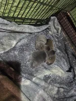 Cinnamon, a male Chow Chow for sale in South Dakota, SD – Photo 4 of 5