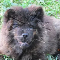 Cinnamon, a male Chow Chow for sale in South Dakota, SD – Photo 1 of 5