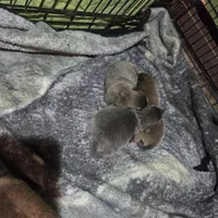 Cinnamon, a male Chow Chow for sale in South Dakota, SD – Photo 3 of 5