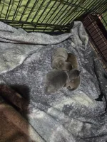 Cinnamon, a male Chow Chow for sale in South Dakota, SD – Photo 3 of 5