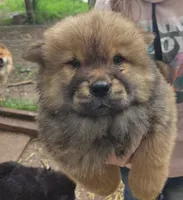 Awesome , a female Chow Chow for sale in South Dakota, SD – 4 of 4