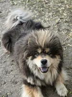 Multi blue, a male Chow Chow for sale in South Dakota, SD – 3 of 6