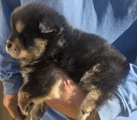 Multi black, a male Chow Chow for sale in South Dakota, SD – 4 of 7