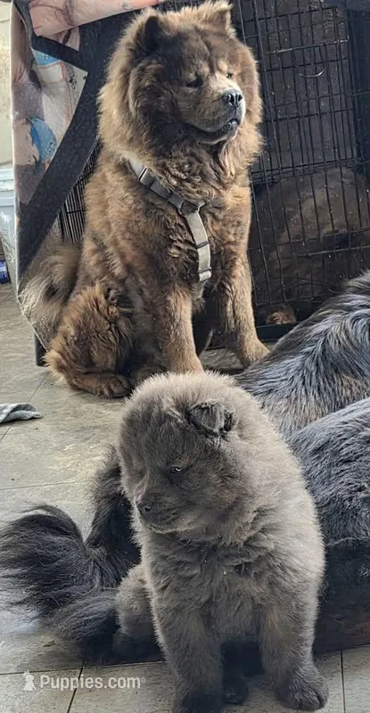 blue brindle – Chow Chow puppy for sale in South Dakota, SD