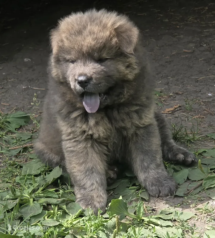 Blue brindle – Chow Chow puppy for sale in South Dakota, SD