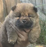 Red, a female Chow Chow for sale in South Dakota, SD – 3 of 5