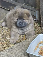Brownish , a female Chow Chow for sale in South Dakota, SD – 6 of 6