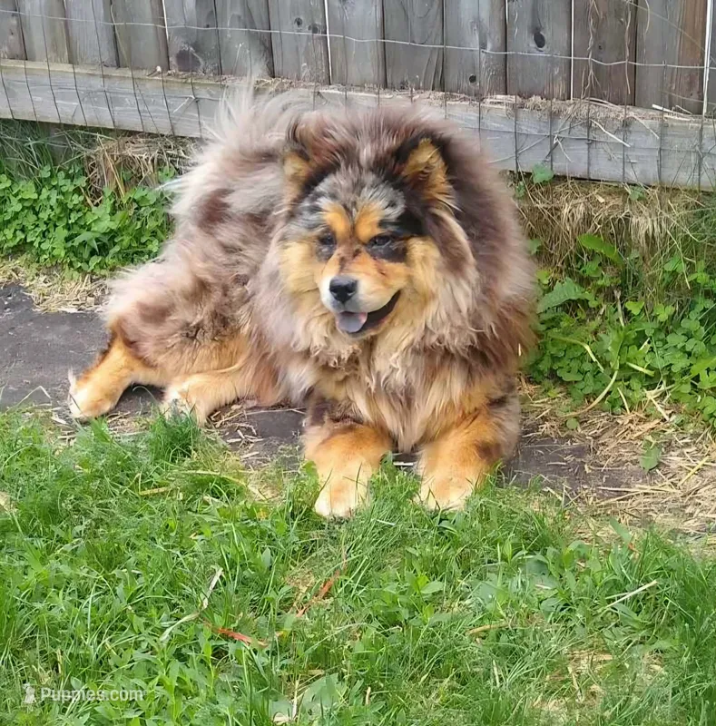 Multi blue – Chow Chow puppy for sale in South Dakota, SD
