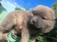 Cinnamon, a male Chow Chow for sale in South Dakota, SD – 3 of 10