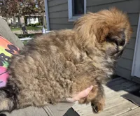 AKC Cinnamon, a male Chow Chow for sale in South Dakota, SD – 4 of 4