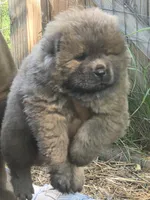 Brownish , a female Chow Chow for sale in South Dakota, SD – 5 of 6