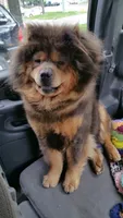 Blue n tan, a female Chow Chow for sale in South Dakota, SD – 5 of 6