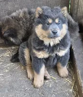 Blue n tan, a female Chow Chow for sale in South Dakota, SD – 4 of 6