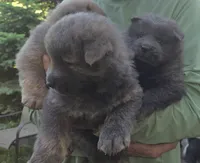 Blue brindle, a male Chow Chow for sale in South Dakota, SD – 3 of 4