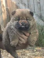 Red, a female Chow Chow for sale in South Dakota, SD – 2 of 5