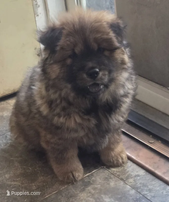 AKC Cinnamon – Chow Chow puppy for sale in South Dakota, SD