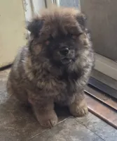 AKC Cinnamon, a male Chow Chow for sale in South Dakota, SD – 1 of 4