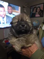 Red, a male Chow Chow for sale in South Dakota, SD – Photo 3 of 3