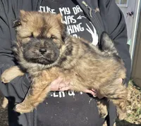 Red, a male Chow Chow for sale in South Dakota, SD – Photo 2 of 3