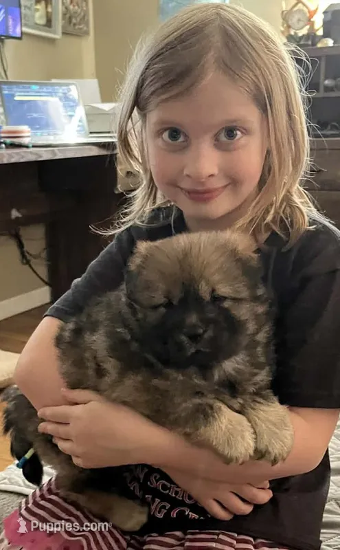 Red – Chow Chow puppy for sale in South Dakota, SD