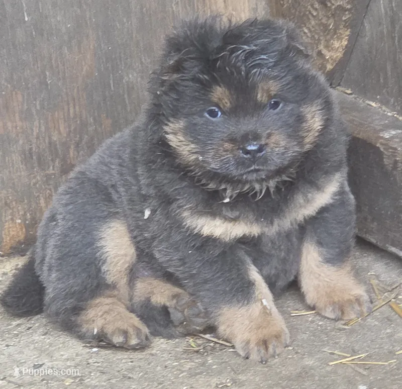 Blue n tan – Chow Chow puppy for sale in South Dakota, SD