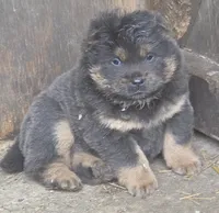 Blue n tan, a female Chow Chow for sale in South Dakota, SD – 1 of 6