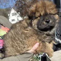 AKC Cinnamon, a male Chow Chow for sale in South Dakota, SD – 2 of 4