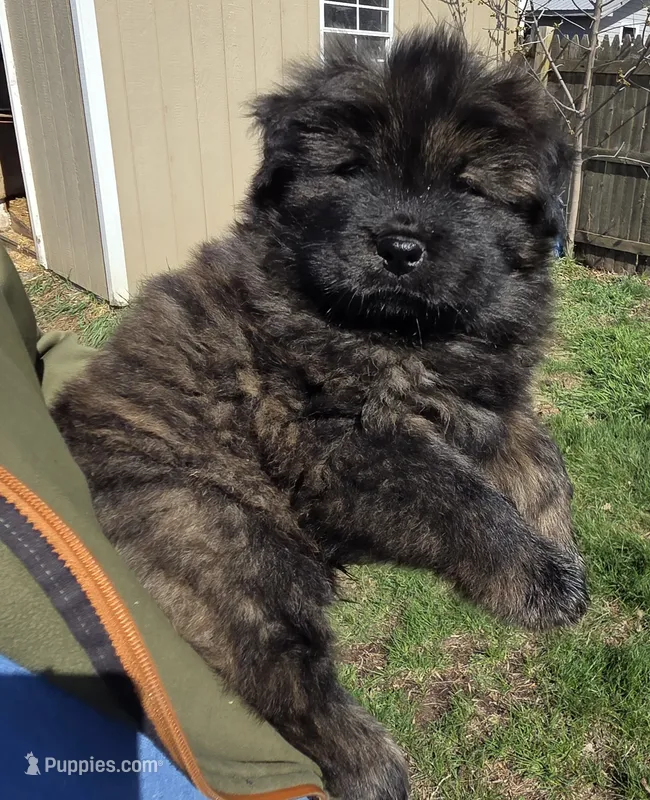 Brindle 2 – Chow Chow puppy for sale in South Dakota, SD