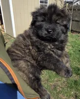 Brindle 2, a female Chow Chow for sale in South Dakota, SD – 1 of 4