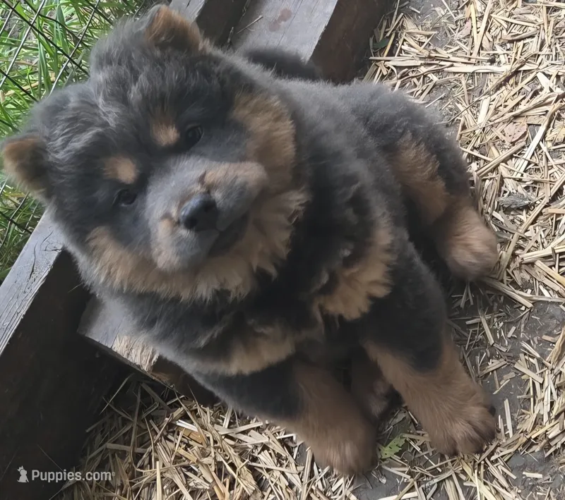 Blue n tan – Chow Chow puppy for sale in South Dakota, SD