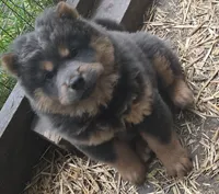 Blue n tan, a female Chow Chow for sale in South Dakota, SD – 1 of 6