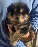 Multi black, a male Chow Chow for sale in South Dakota, SD – 3 of 7