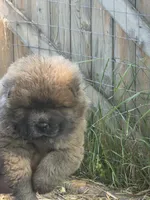 Brownish , a female Chow Chow for sale in South Dakota, SD – 2 of 6