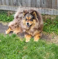 Multi black, a male Chow Chow for sale in South Dakota, SD – 7 of 7
