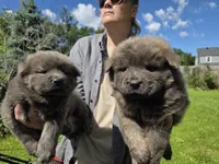 Cinnamon, a male Chow Chow for sale in South Dakota, SD – 10 of 10