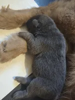 AKC Chow chow, a male Chow Chow for sale in South Dakota, SD – Photo 2 of 4