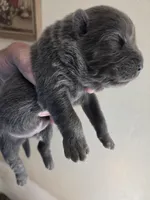 AKC Chow chow, a male Chow Chow for sale in South Dakota, SD – Photo 4 of 4