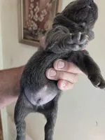 AKC Chow chow, a male Chow Chow for sale in South Dakota, SD – Photo 3 of 4