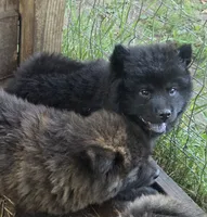 Blacky, a female Chow Chow for sale in South Dakota, SD – 3 of 4
