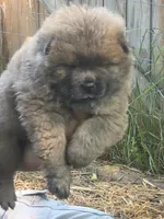 Brownish , a female Chow Chow for sale in South Dakota, SD – 3 of 6