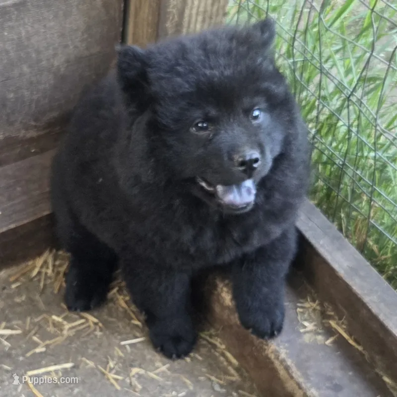 Blacky – Chow Chow puppy for sale in South Dakota, SD