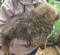 Awesome , a female Chow Chow for sale in South Dakota, SD – 3 of 4